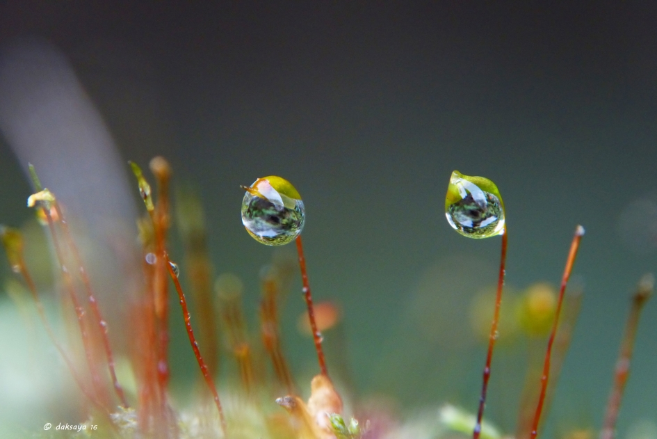 Als twee druppels water... - Planten - 