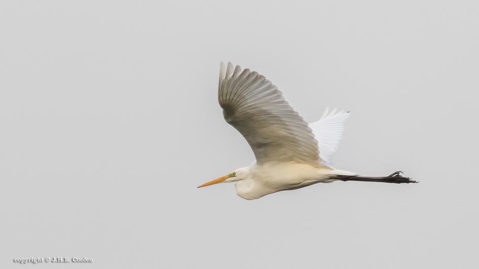 Altijd weg - Vogels - Zilverreiger