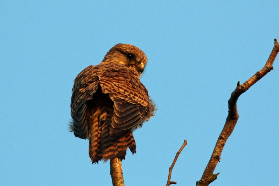 Alweer jij? - Vogels - 