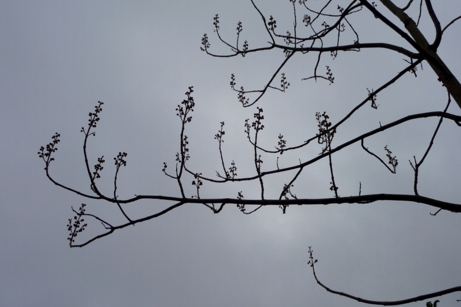 Anna Paulownaboom... - Planten - 