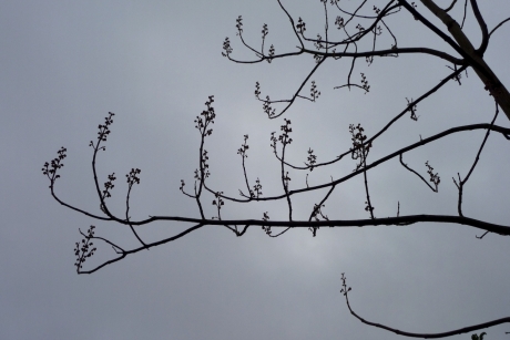 Anna Paulownaboom...