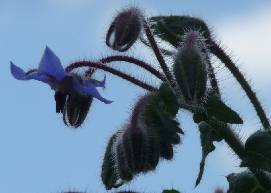 Komkommerkruid - Planten - 