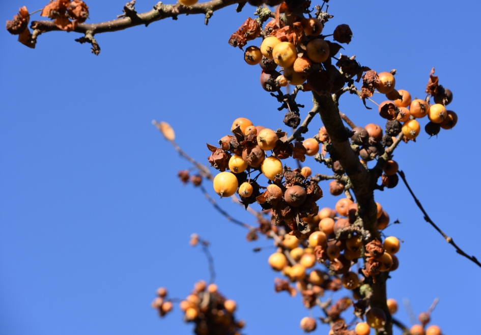 Appeltjes - Planten - 