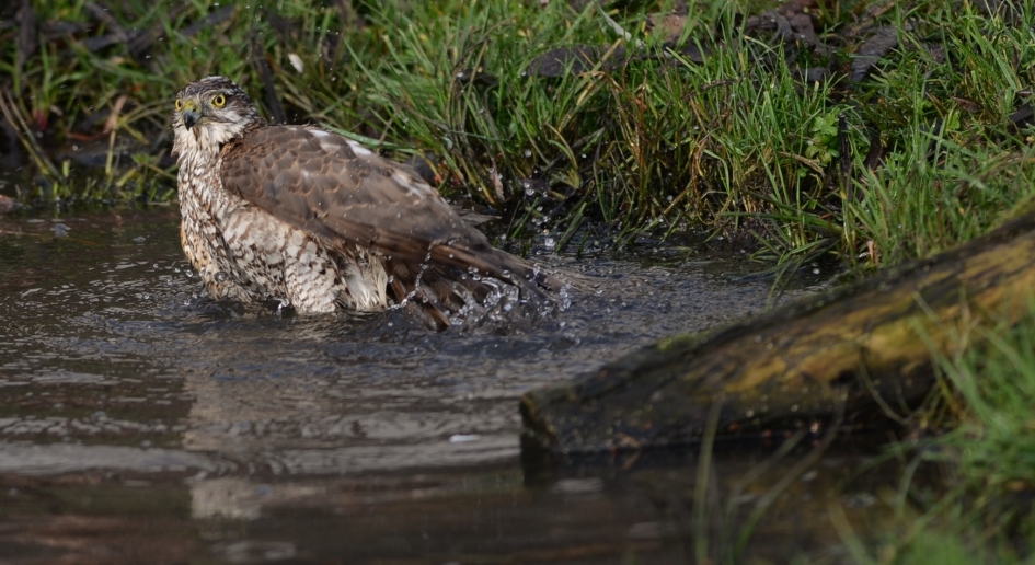 Badderen - Vogels - Sperwer