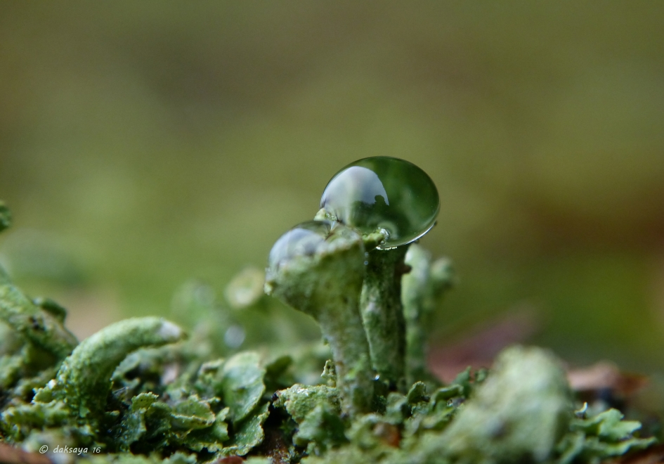 Bekermos - Planten - 