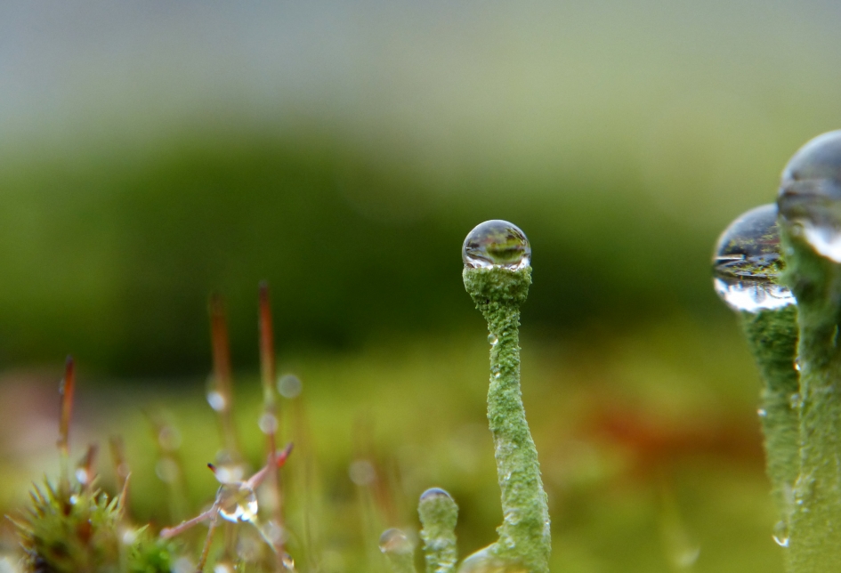 Bekermos - Planten - 