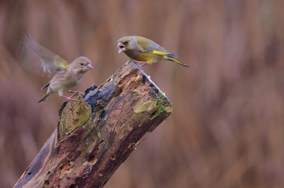 Bekvechtende Groenlingen - Vogels - Groenling