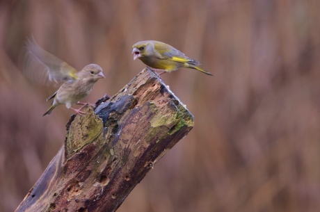 Bekvechtende Groenlingen