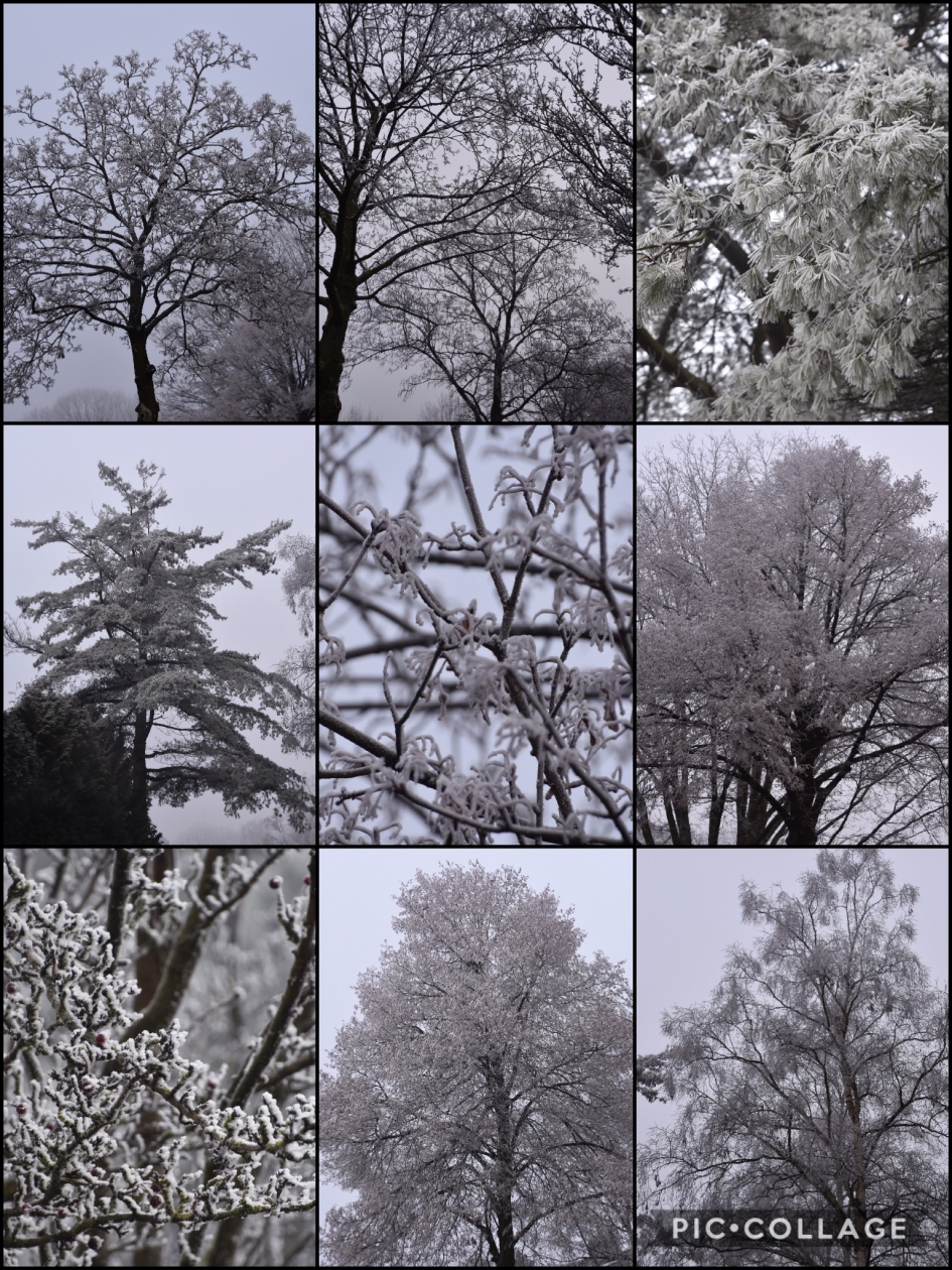 Berijpte bomen! - Planten - 