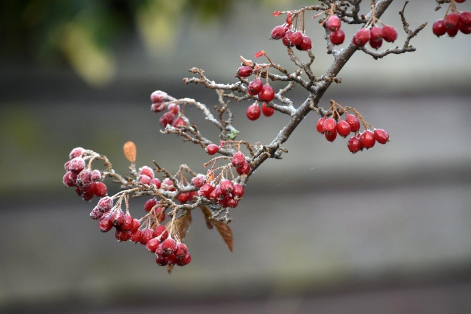 Bessen met rijp - Planten - 