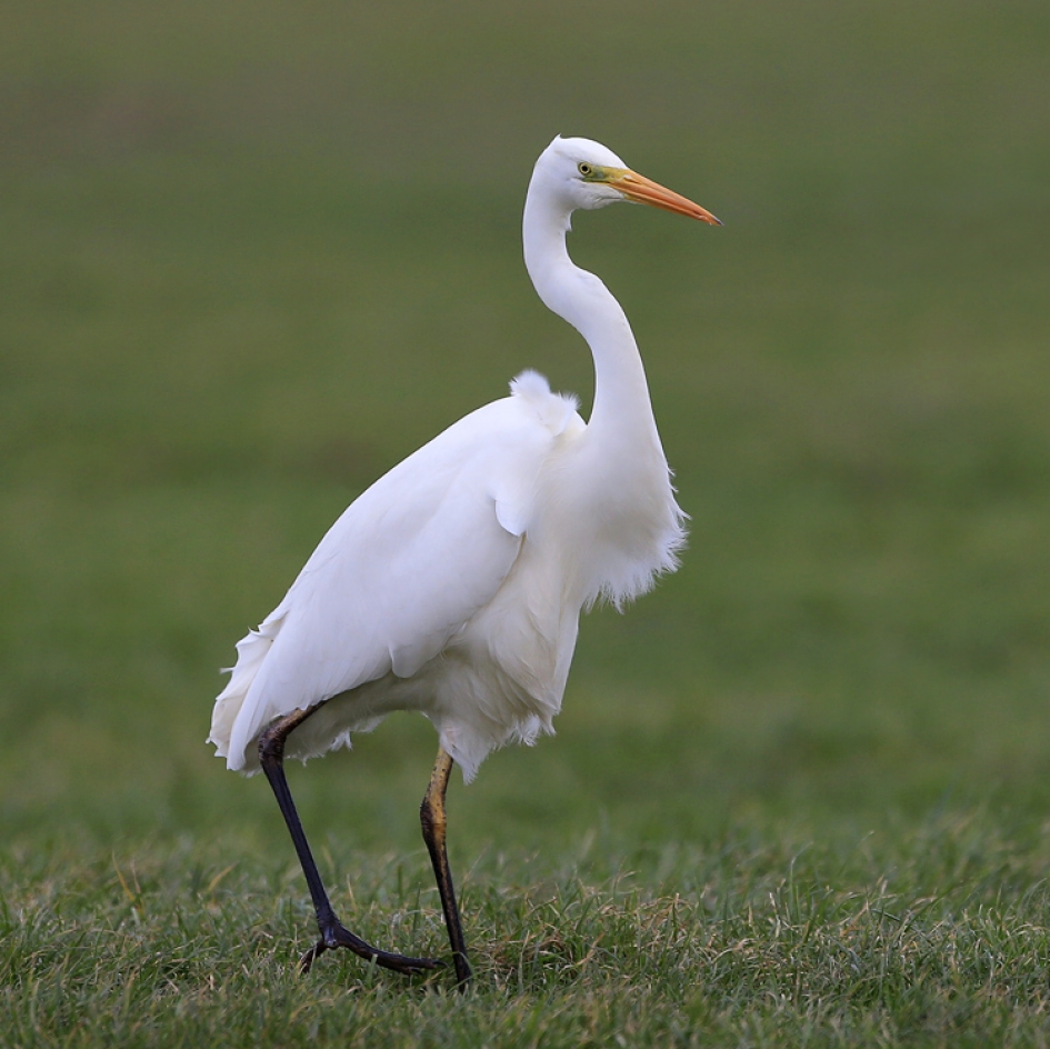 Beter ten halve gekeerd ... - Vogels - Grote Zilverreiger