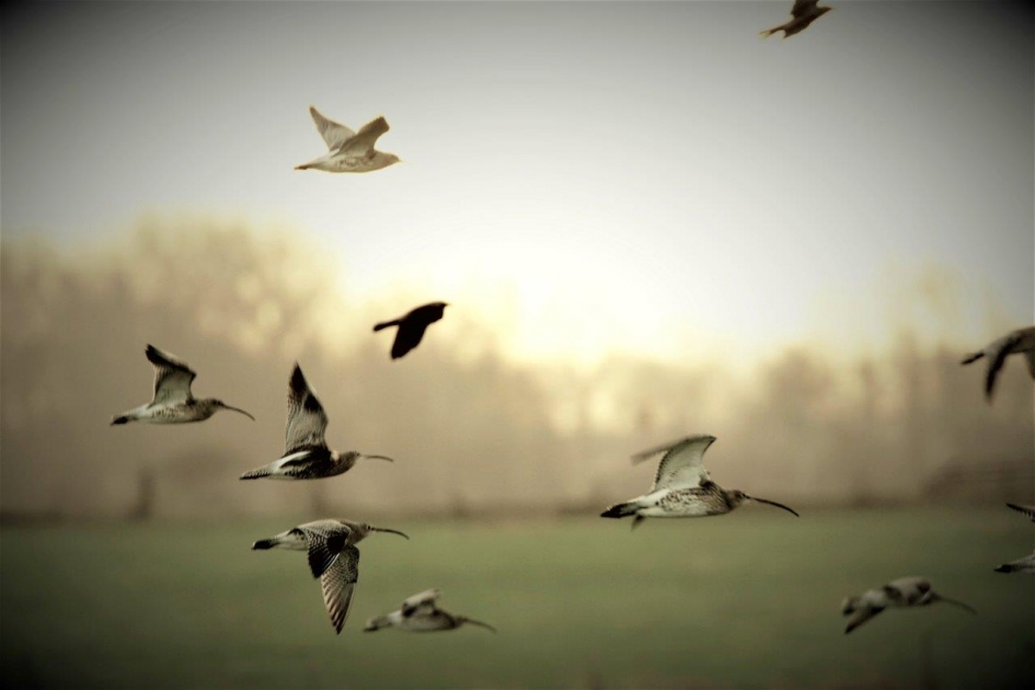 Betoverend Wieringen - Vogels - Wulpen