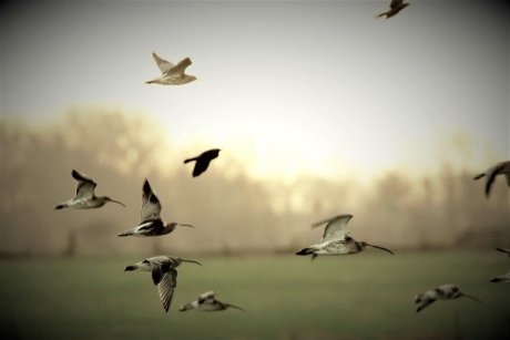 Betoverend Wieringen