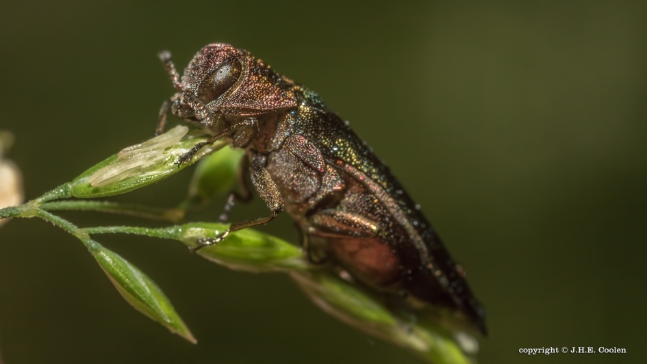 Beukensmalbuikje - Geleedpotigen - Beukensmalbuikje