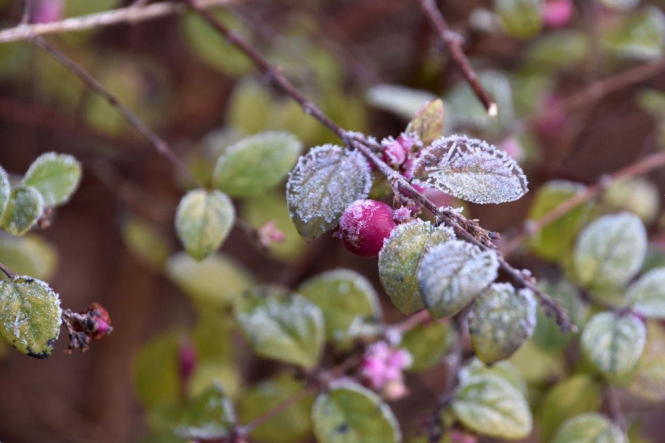 Bevroren besje! - Planten - 