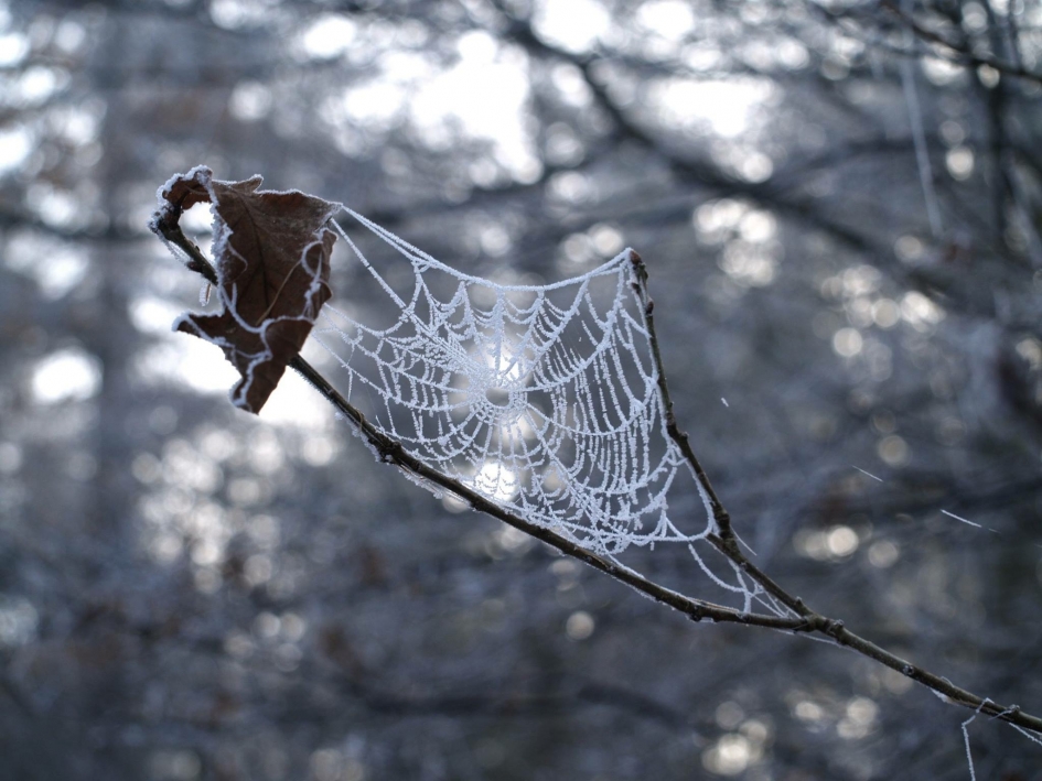 Bevroren spinnenweb - Planten - 