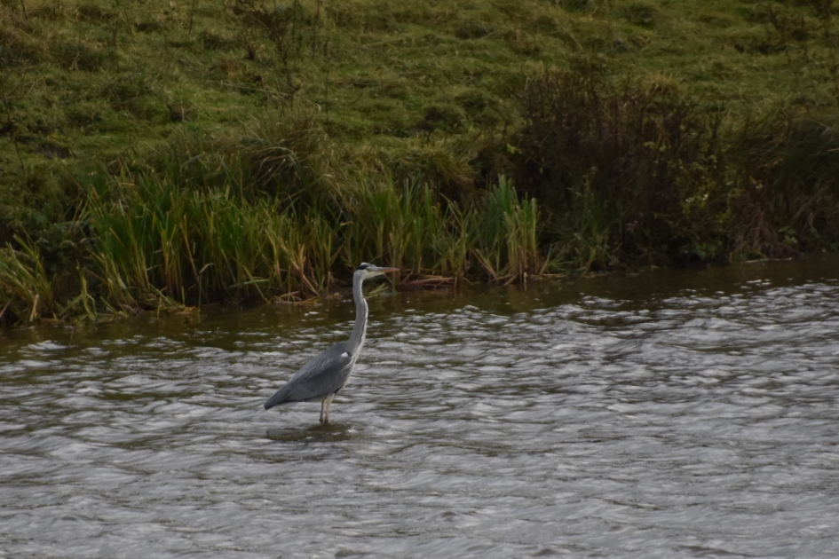 Blauwe reiger - Vogels - 