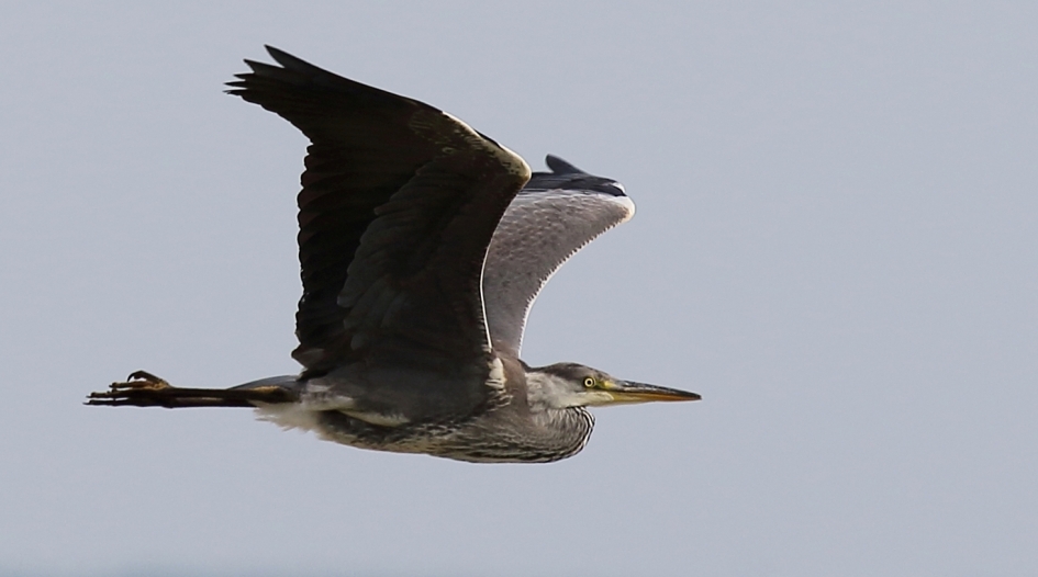 blauwe reiger - Vogels - 
