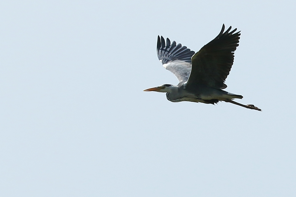 blauwe reiger - Vogels - 