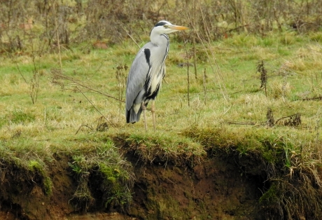 Blauwe reiger op wacht.