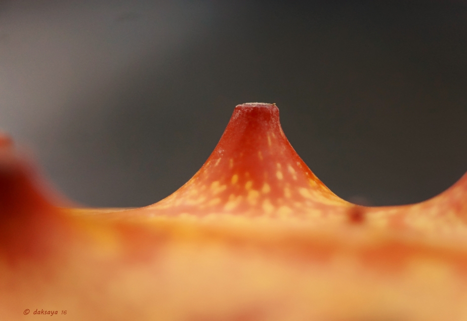 Blik op mars? - Planten - 