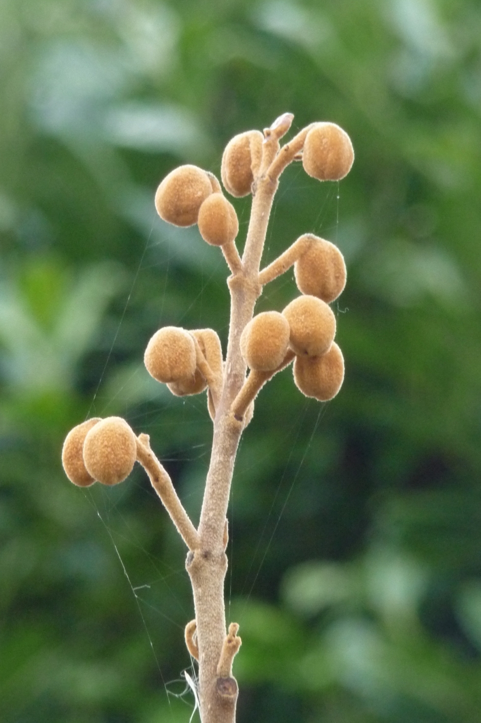 Bloem van de Anna Paulownaboom - Planten - 