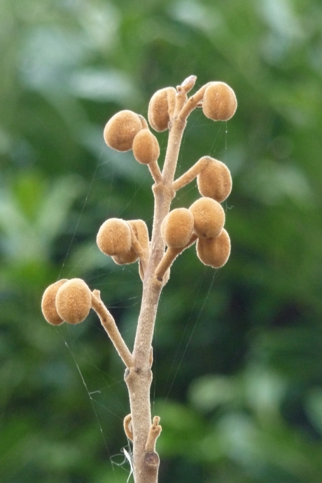 Bloem van de Anna Paulownaboom