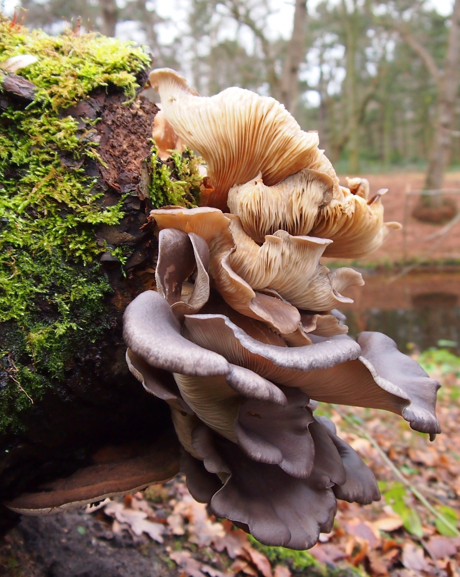 Bloemige zwammen - Schimmels - Oesterzwam