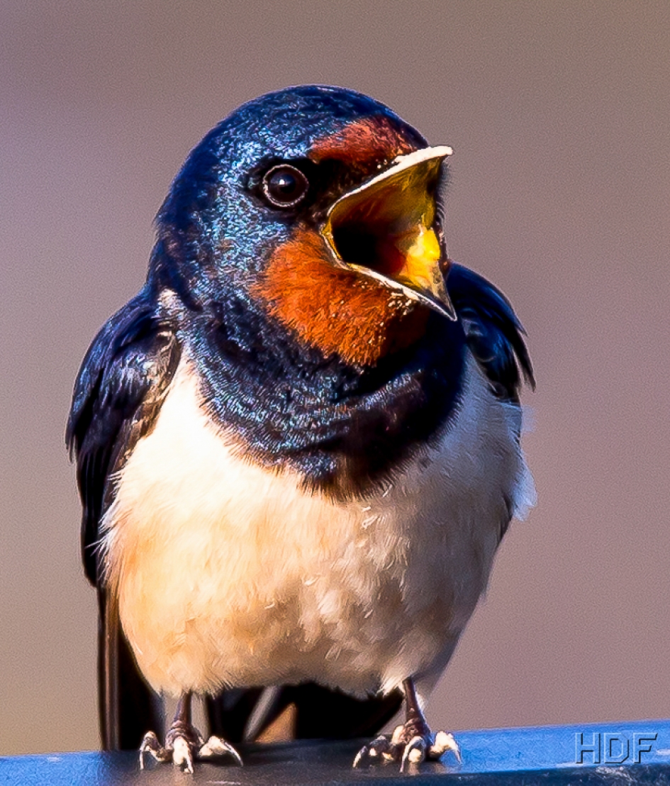 Boerenzwaluw - Vogels - 