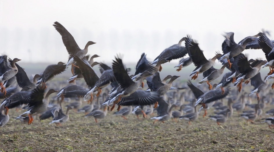 Bonengans ... - Vogels - Torendrarietgans