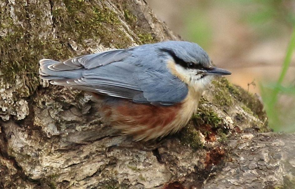 boomklever - Vogels - 