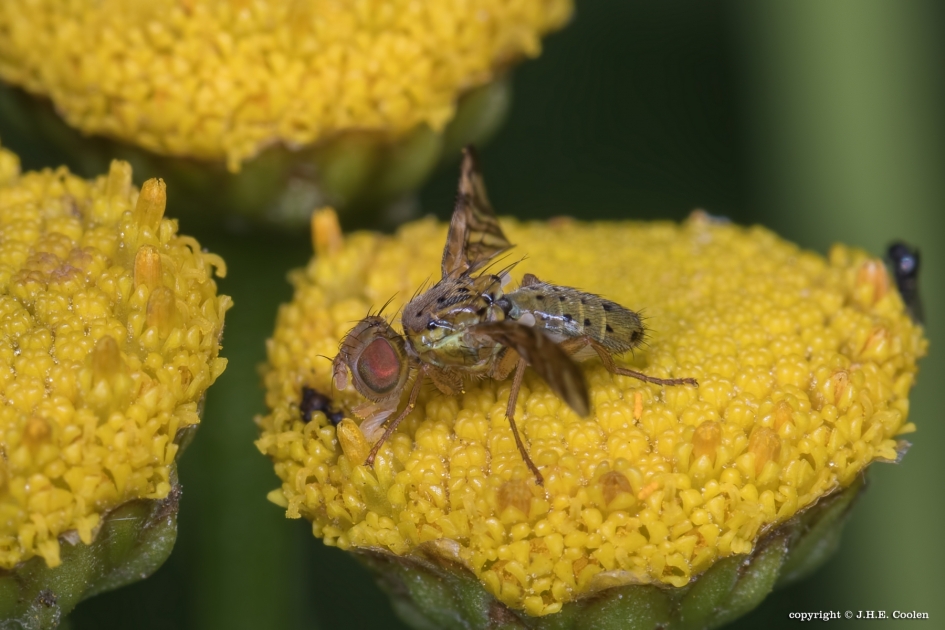 Boorvlieg - Geleedpotigen - Boorvlieg