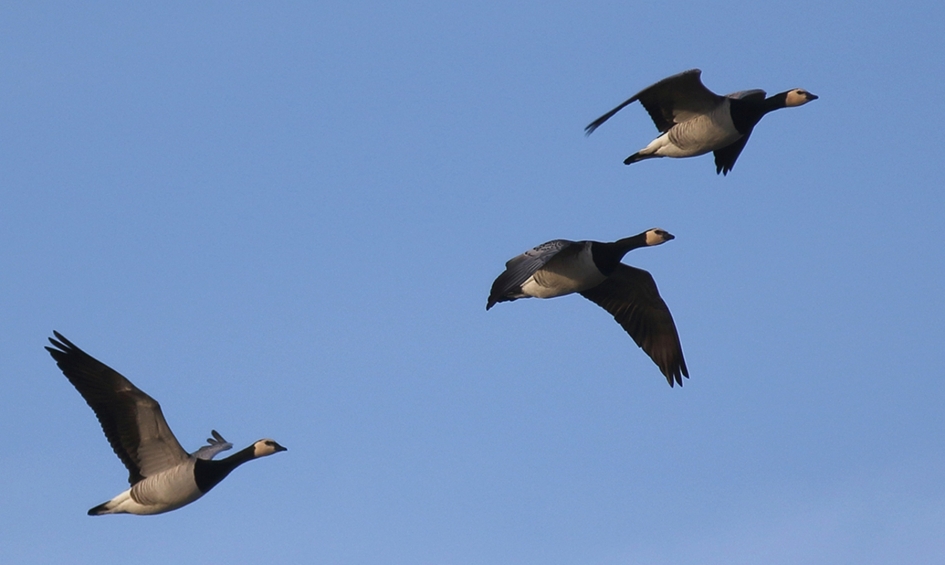 brandganzen - Vogels - 