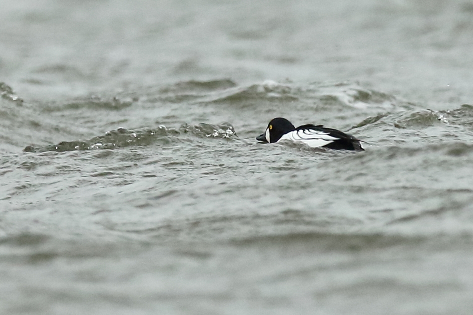 brilduiker -m- - Vogels - 