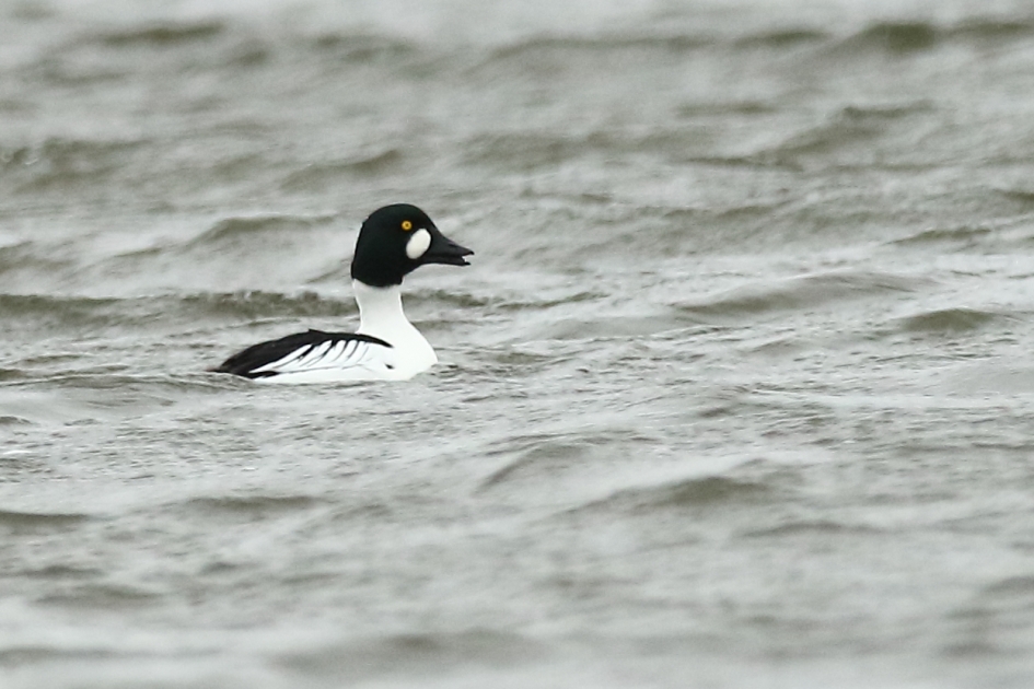 brilduiker -m- - Vogels - 