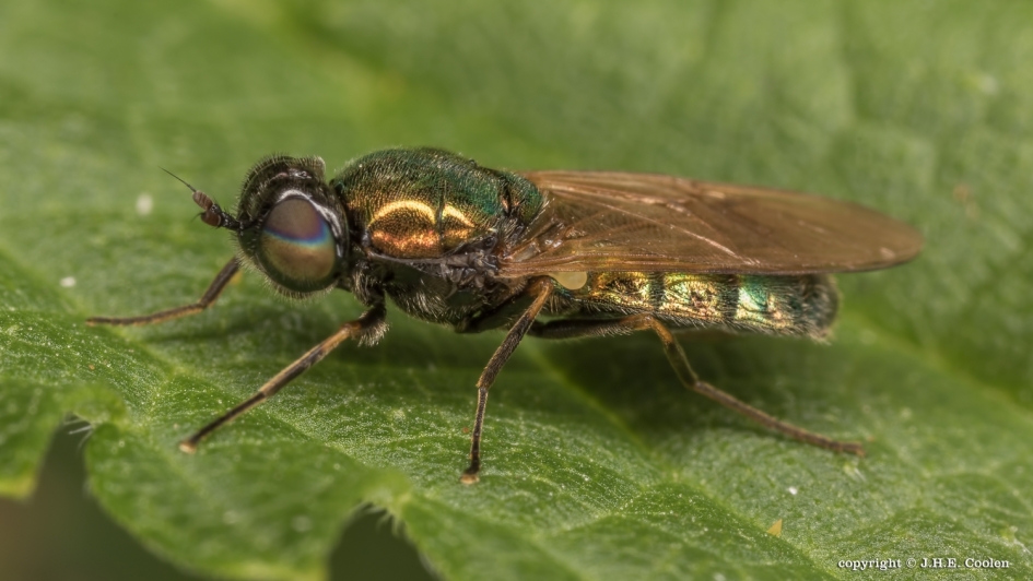 Bronzen metaalwapenvlieg - Geleedpotigen - Bronzen metaalwapenvlieg