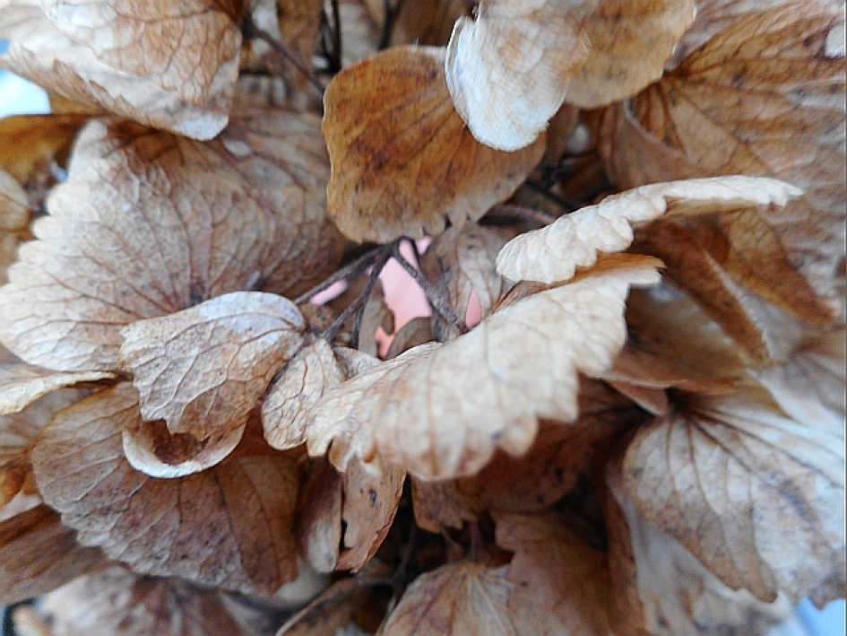 Brrrr, ik heb het koud en ik ben oud! - Planten - hortensia