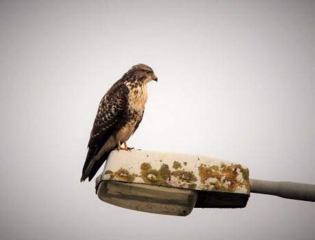 Buizerd 2