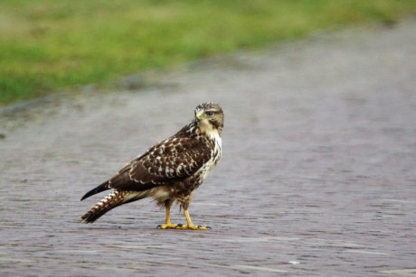 Buizerd 3