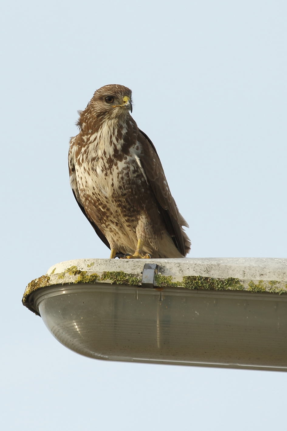 buizerd - Vogels - 