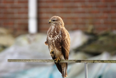 Buizerd