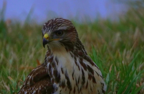 Buizerd