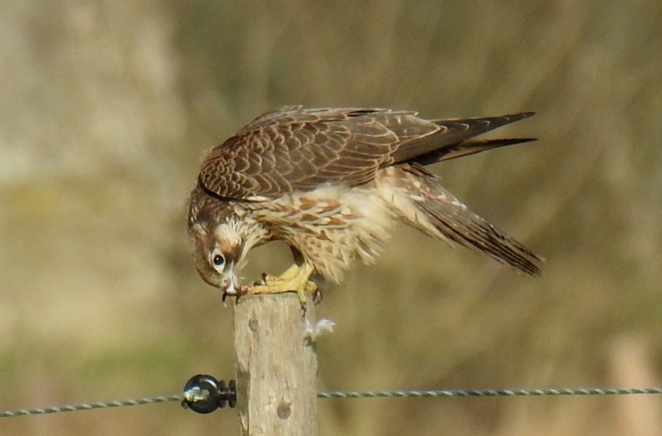 Jonge slechtvalk eet de restjes van een geslagen kokmeeuw. - Vogels - Slechtvalk