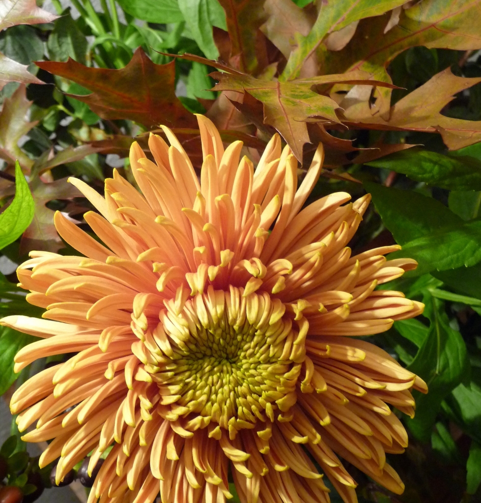 Chrysant - Planten - 