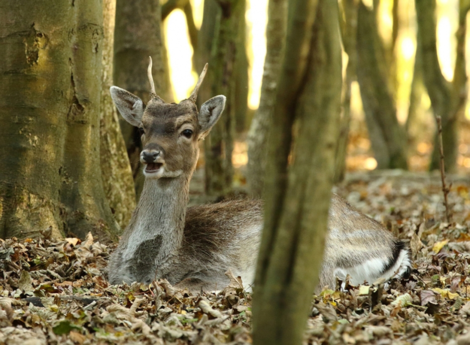 damhert -M- - Zoogdieren - 