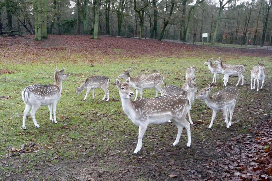 Damherten - Zoogdieren - 