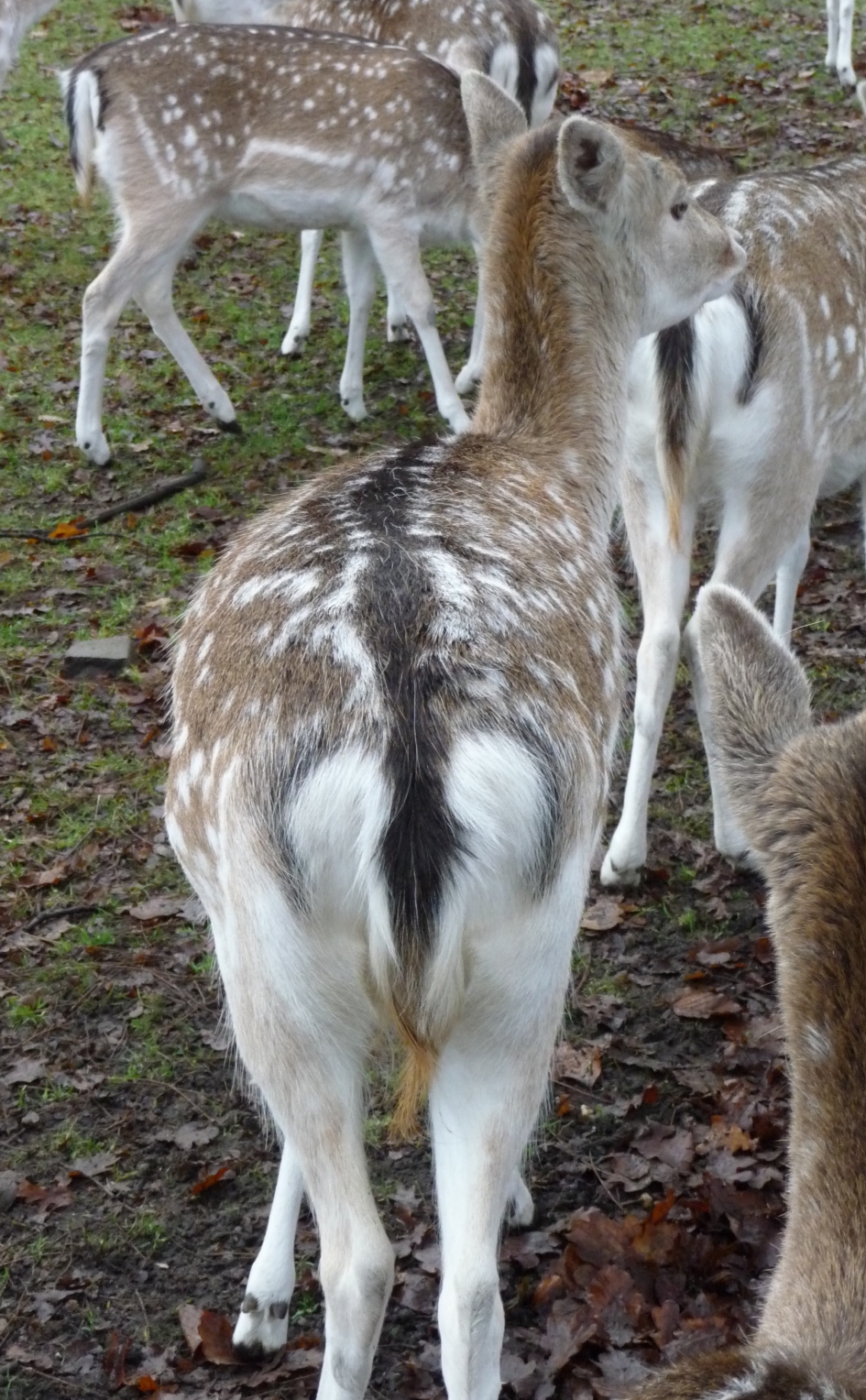 Damherten - Zoogdieren - 