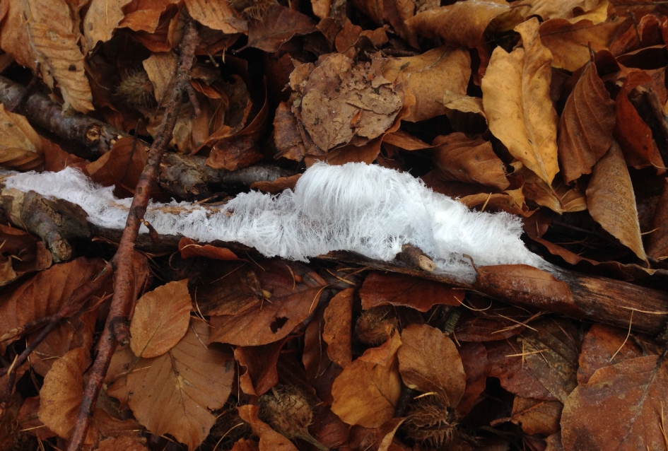 De baard v koning winter - Weer en landschap - Ijshaar