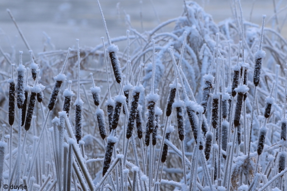 de sigaar - Planten - 