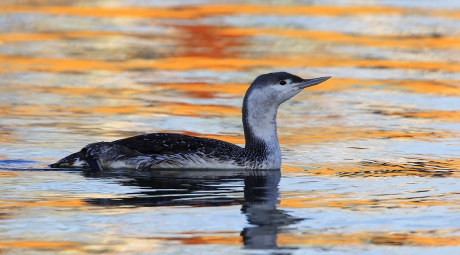 De Sterrenduiker ...